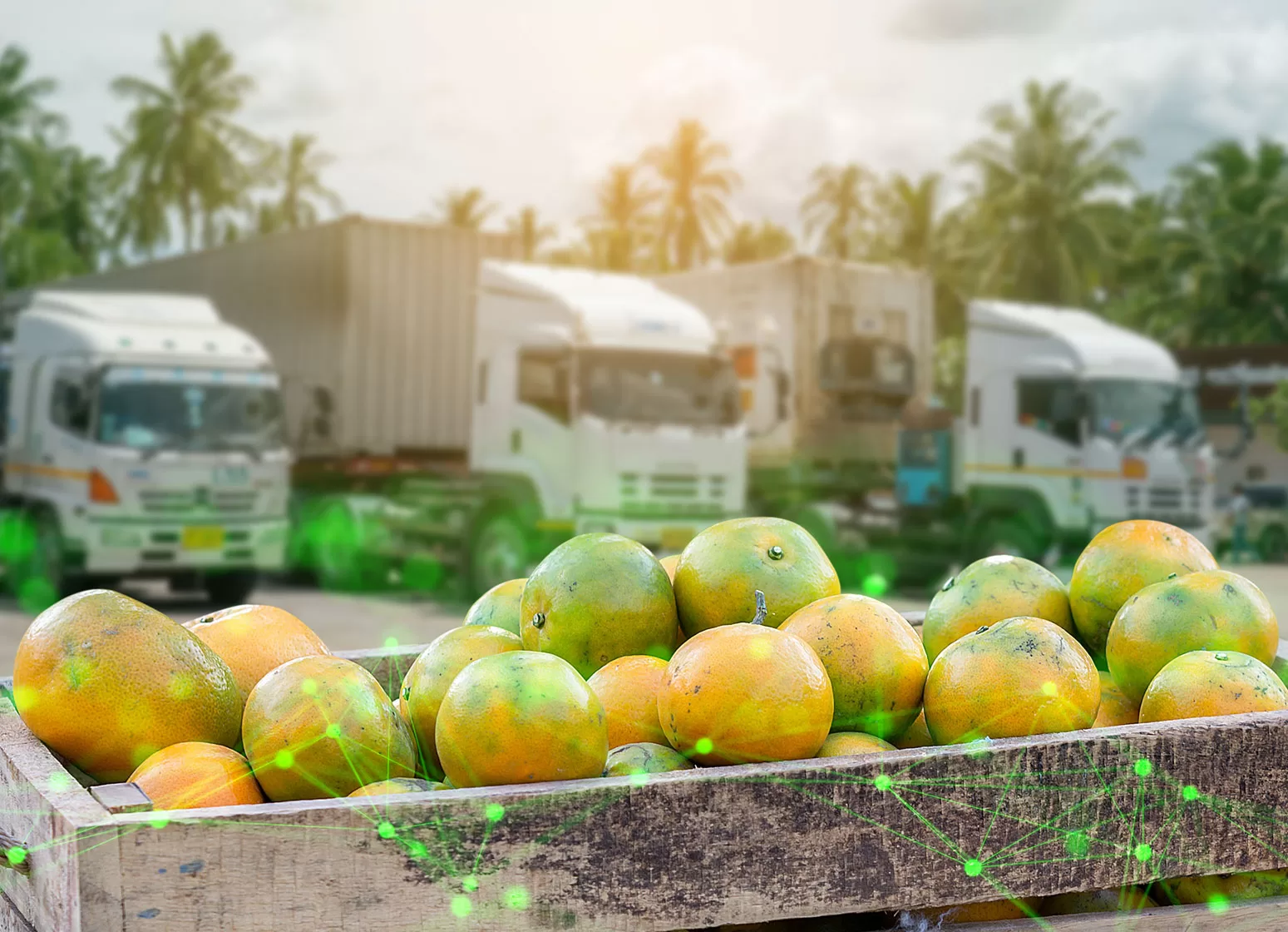 lorrys in the background with mangos in the foreground green plexus